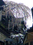 100324_1140~01.jpg