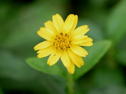 熊野菊（クマノギク）