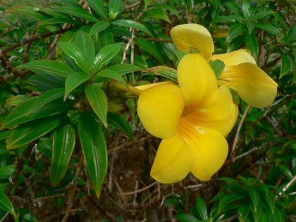 小葉の有明葛（コバノアリアケカズラ）