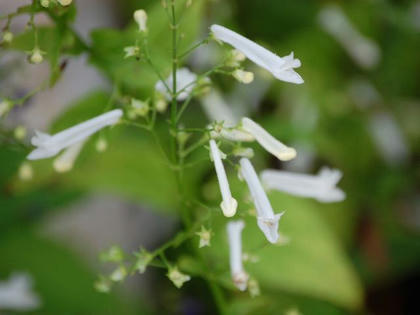 白花秋丁字（シロバナアキチョウジ）