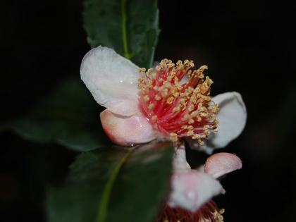 紅花茶（ベニバナチャ）