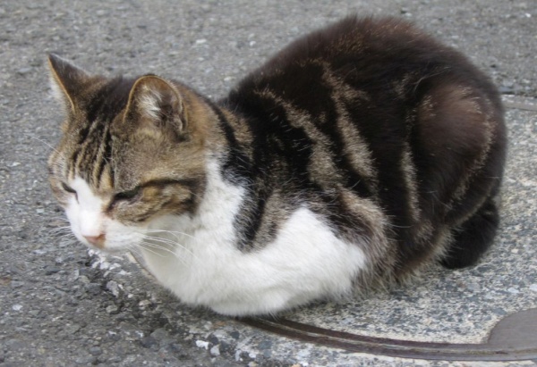 猫