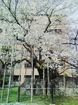 080416isiwari.jpg