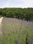 2010062613030000.jpg