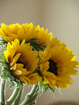 sunflower.JPG
