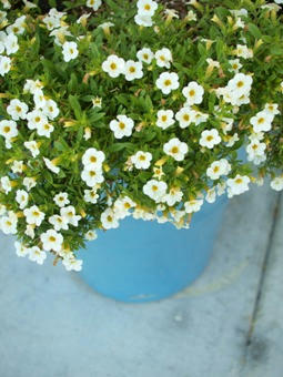 flower.JPG