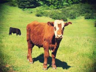 cow.jpg