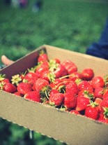 strawberry1.jpg