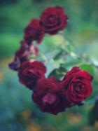 rose.jpg