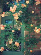 rose1.jpg