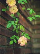rose2.jpg