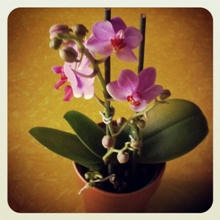 flower.jpg