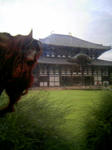 東大寺.jpg