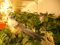 IMGP5454.gif