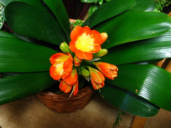 今年も咲いたよ