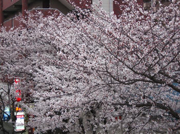 桜満開