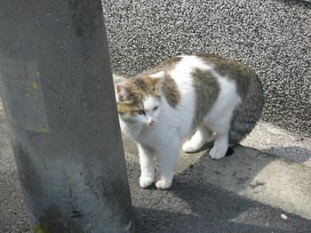 たぬきのしっぽ？！