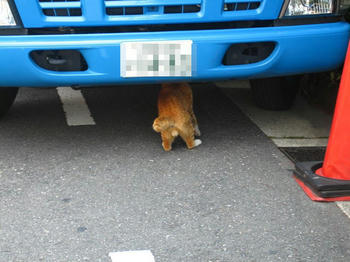 ごりっぱたまたま