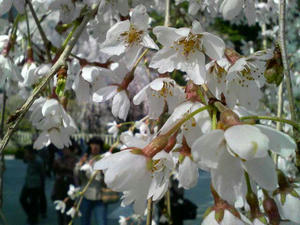 枝垂桜