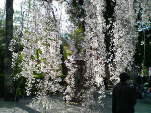 枝垂桜