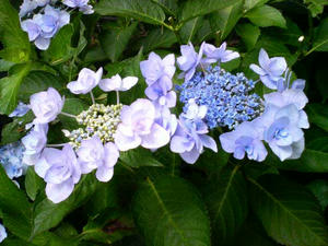 あじさい