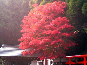 大山の紅葉