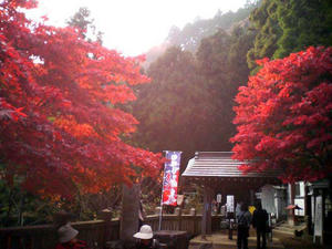 大山の紅葉