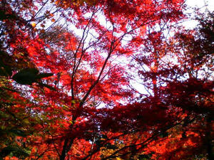 紅葉