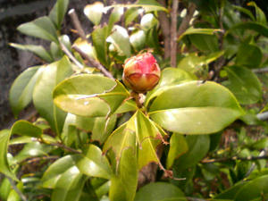 つぼみ（たぶん赤）