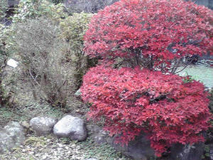 我が家の紅葉