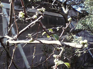 木瓜のつぼみたち