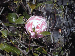 ピンクフラワー