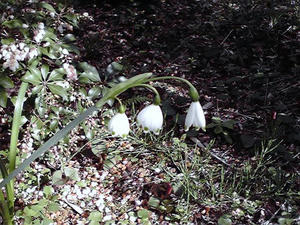 スノードロップ