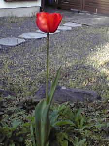 チューリップ