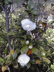 白つばき