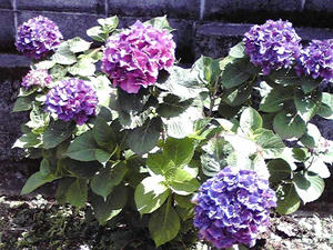 紫陽花