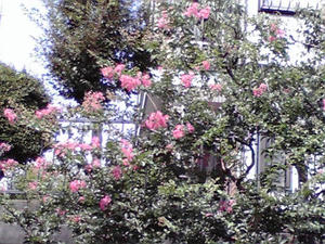 満開さるすべり