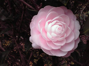 ピンクフラワー