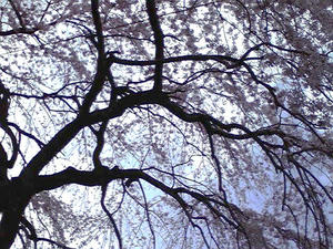 枝垂れ桜