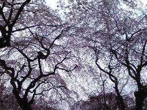 枝垂れ桜