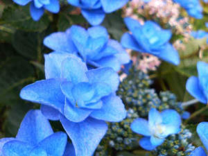 青い紫陽花