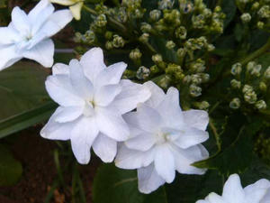 白い紫陽花