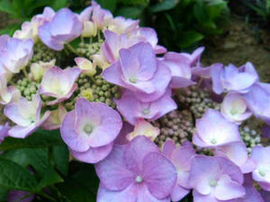 紫紫陽花