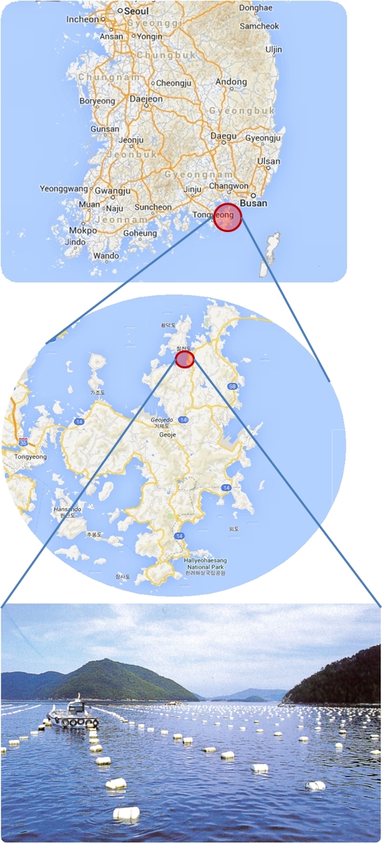 スモーク牡蠣缶詰