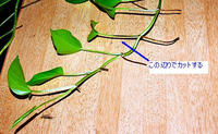この辺りで穂先をカット