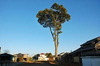 陣屋(白岡氏館か)