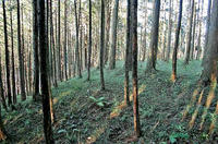 「岡部屋敷」