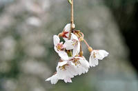 枝垂桜
