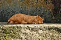 眠り猫
