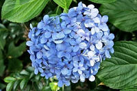 紫陽花（アジサイ）